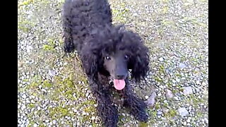 Toy Poodle speeds After Ball - She's Fast!