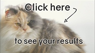 Cat Quiz: Top Score