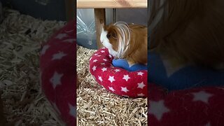 My Guinea pigs have a visitor