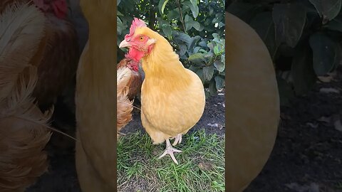 This Beautiful Buff Orpington Has a Heart Shaped Eye #chickens #chickenshorts #chickenlife