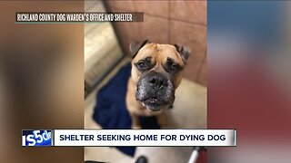 Dog with cancer looking to find loving home