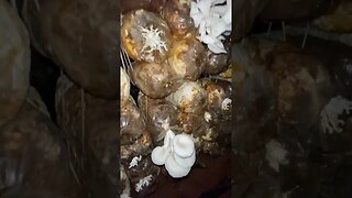 Organic oyster mushrooms farm in Siem Reap