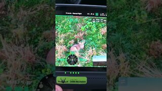 Buck Located With Drone Deer Recovery Alive And Well