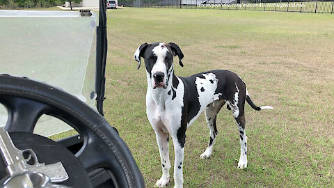 Bouncing Great Dane Can't Decide If He Wants To Go For a Golf Cart Ride