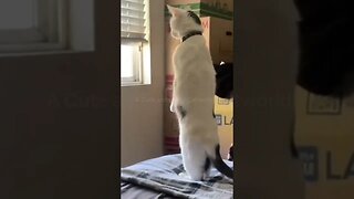 OH MY! 🙀 Poor Kitty Was STUNNED By the Neighbors Fighting! 🥊🤺 (#126) | Funny Cat Videos #Shorts