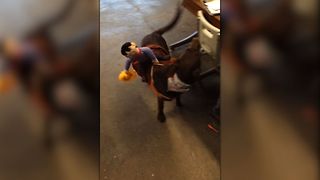 Puppy Chases The Cowboy On His Halloween Costume