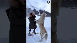 Arctic Wolf 🐺 The Legend of the Arctic