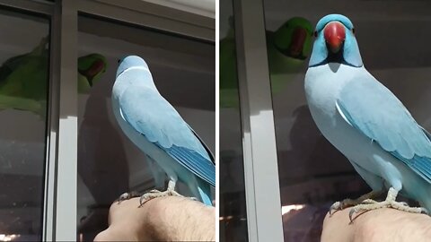 Parrots preciously talk to each other through the window