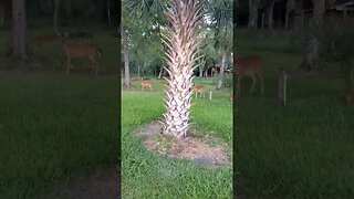 Mama, Aunties, and Fawns #deer #nature #fawns