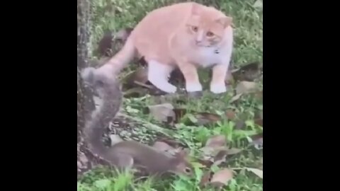 Cat and squirrel playing hide-and-seek