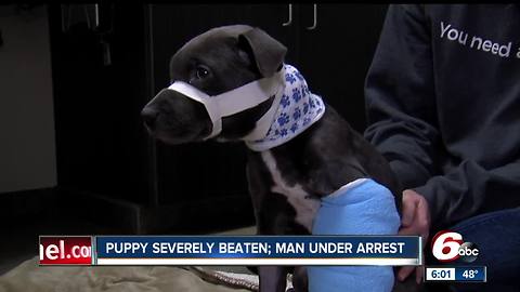 Pup recovering after being severely beaten, left for dead