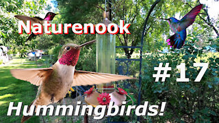 Hummingbird Cam ALPHA GREEN Feeds and Flies Slow Motion and Beautiful Birds in flight #17