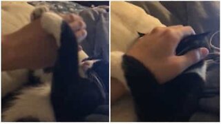 A good night's sleep: Cat blocks the light with her owner's hand