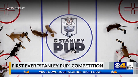 June 7, 2024 - The First Ever 'Stanley Pup' Competition