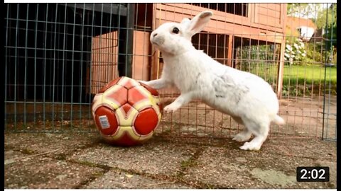 30 Bunny Tricks !! Rabbit training video
