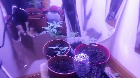 CLOSET POT GROW 1 MONTH WHITE BERRY DARTH VADER OG KUSH