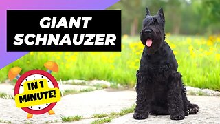 Giant Schnauzer - In 1 Minute! 🐶 One Of The Biggest Dog Breeds In The World | 1 Minute Animals