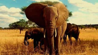 Wild elephant obeys safari guide's orders