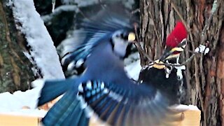 Gigantic woodpecker gets respect at the feeder from blue jays