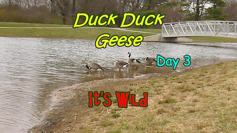 Duck Duck Geese Day 3 – It’s Wild