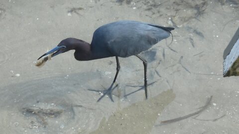 Heron Eating Something (A fish?)