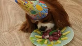 Cão celebra aniversário com bolo delicioso!
