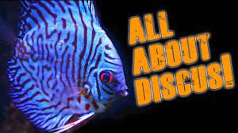 Discus Fish - The Basics. BE THE BEST DISCUS KEEPER EVER!