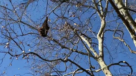 Car vs bees! large swarm. Queen fell down into the car.