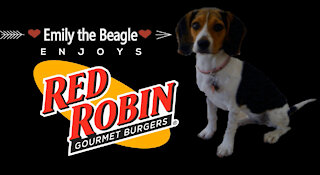 Red Robin Beagle