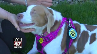 Therapy dog finds way to visit seniors during coronavirus