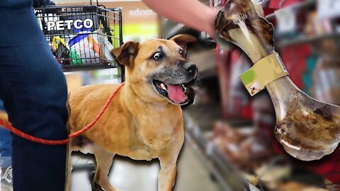 Buying My Dogs Everything They Touch😆 | 'A must do' for every dog owner