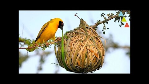 Los nidos más asombrosos de aves