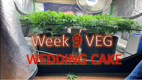 Week 9 of VEG of Wedding cake