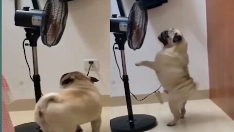 Facing the fan🔥 funny dog 🔥