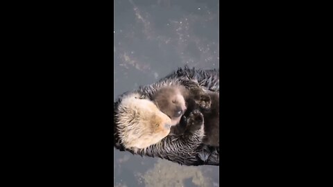 💜i hope this video of an otter mother holding her baby makes your day better.
