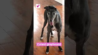 Cutest greyhound - Elsa the greyhound