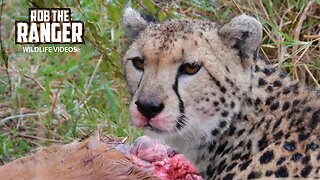 Cheetah Feeding In The Rain | Lalashe Maasai Mara Safari