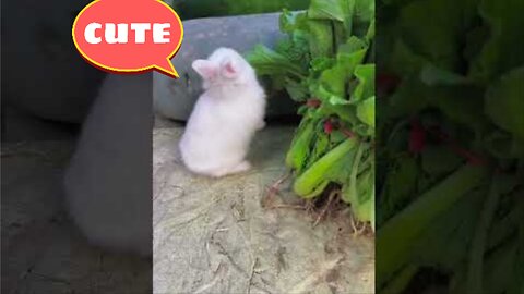 Cute Rabbit 🐰 A Beautiful Moment 😍