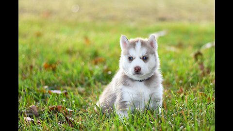 Husky Puppy The Cutest One