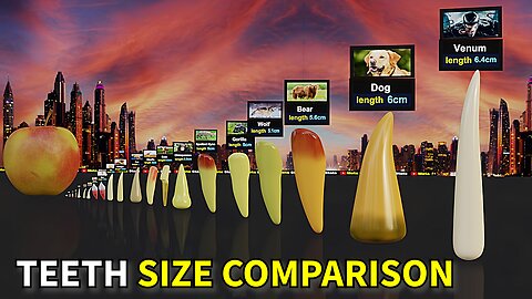 Teeth Size Comparison. Animal Teeth Size Comparison
