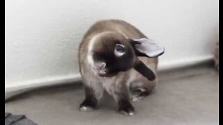 Meet the adorable rabbit with a tilted head