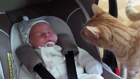 Cats reaction when meeting babies for first time