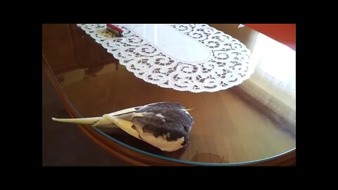 Wonderful singing of cockatiel