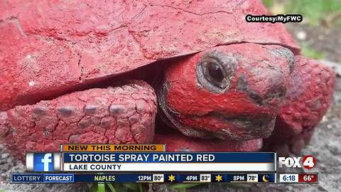 Tortoise found spray painted red