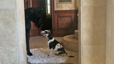 Great Dane Introduces Puppy To Talkative Cat