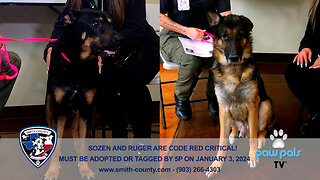 Paw Pals TV: Sozen, saved from an animal cruelty case and now CODE RED CRITICAL!