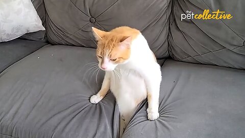 Kitten SQUISH 😯 🤣 - 30 Minutes of FUNNIEST Pets