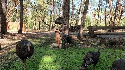 WILD TURKEY CHAPTER AT SWEET HOME