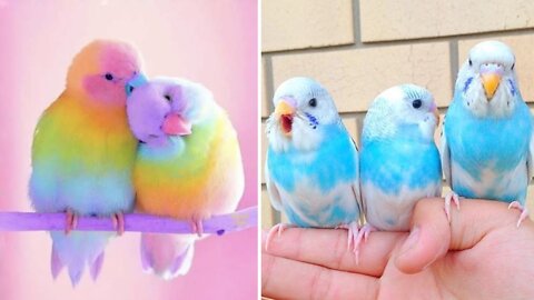 Cute Bird | baby Bird | Dog | Baby Dog | Cute Animals