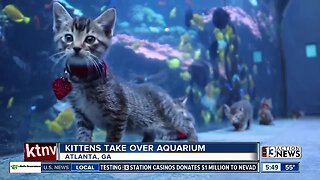 TRENDING: Kittens take over aquarium in Atlanta